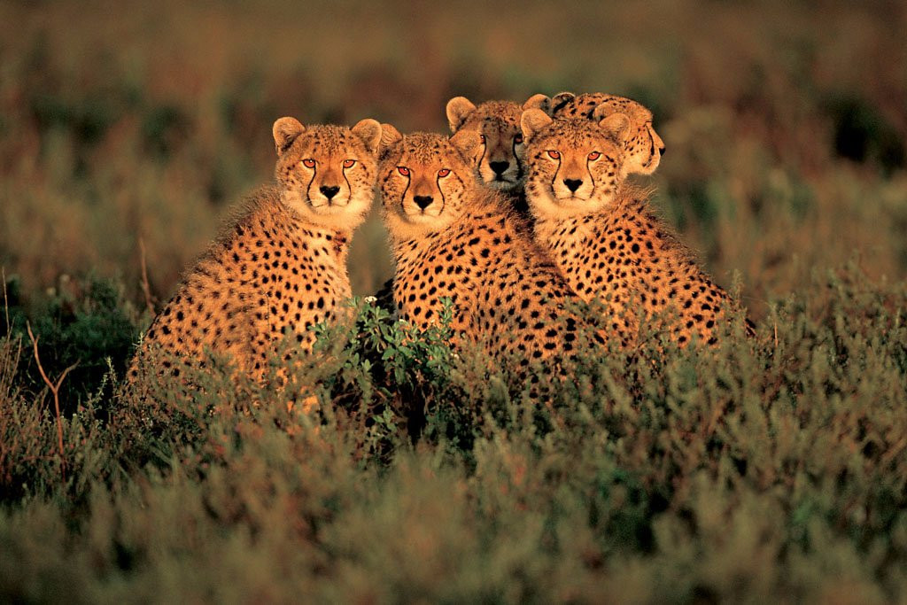 Furahia Tanzania Safari & Trekking Ltd-阿鲁沙必去景点