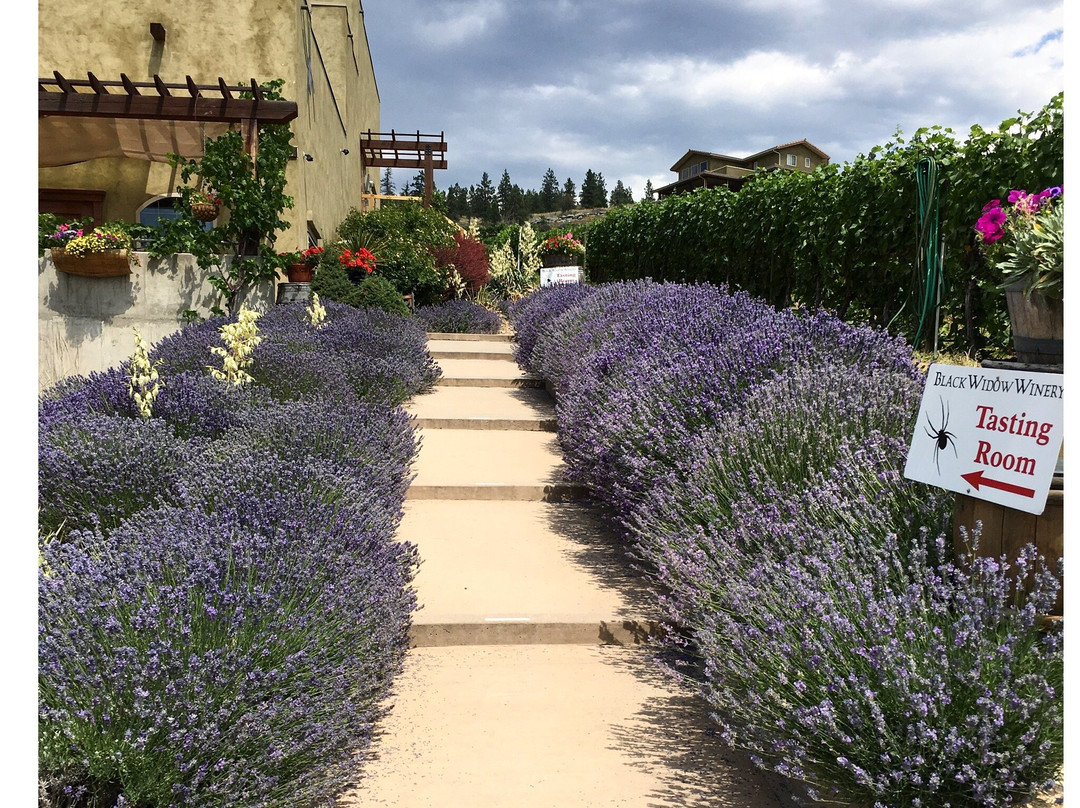 Black Widow Winery-彭蒂克顿必去景点