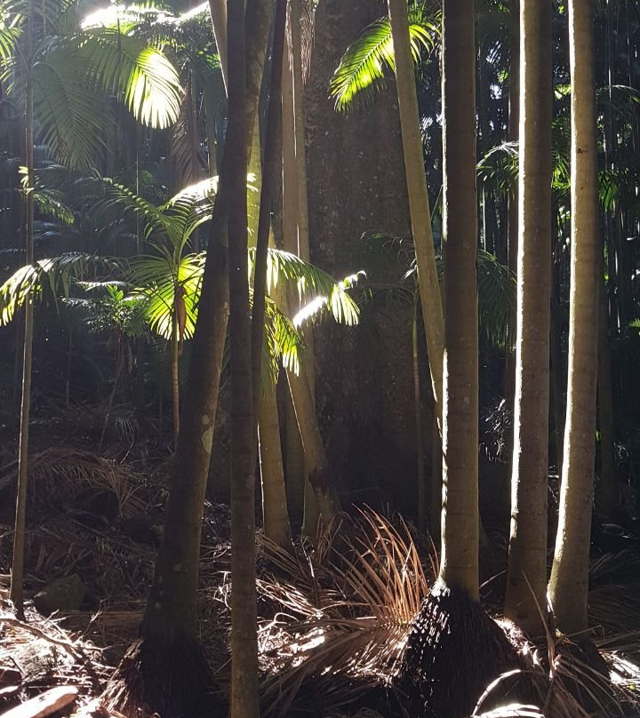The Palm Grove Section of the Tamborine National Park景点图片