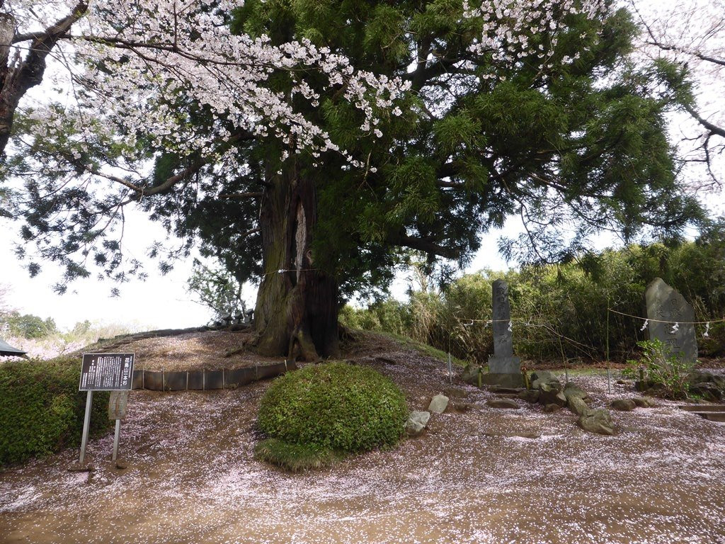 Mt. Hanatori景点图片