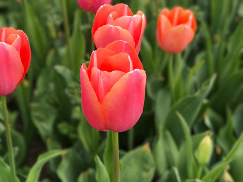 上海鲜花港-上海市必去景点