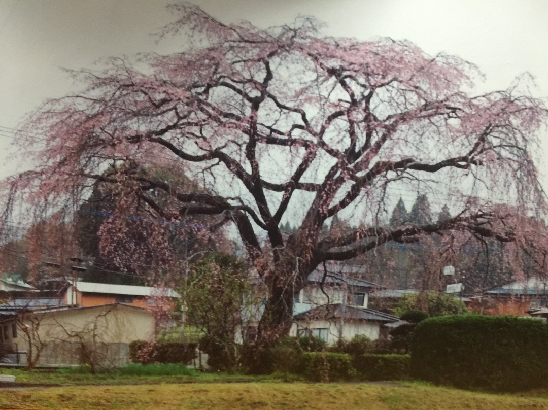 The Haradas' Cherry Blossoms景点图片