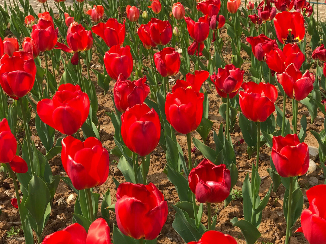 绿博园-南京市必去景点