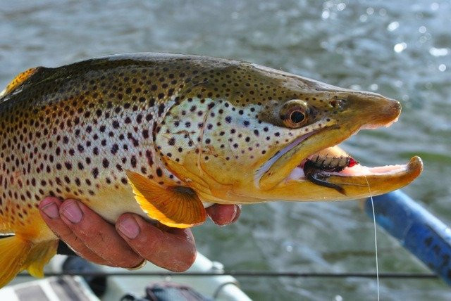 Grey Reef Anglers and Lodge景点图片
