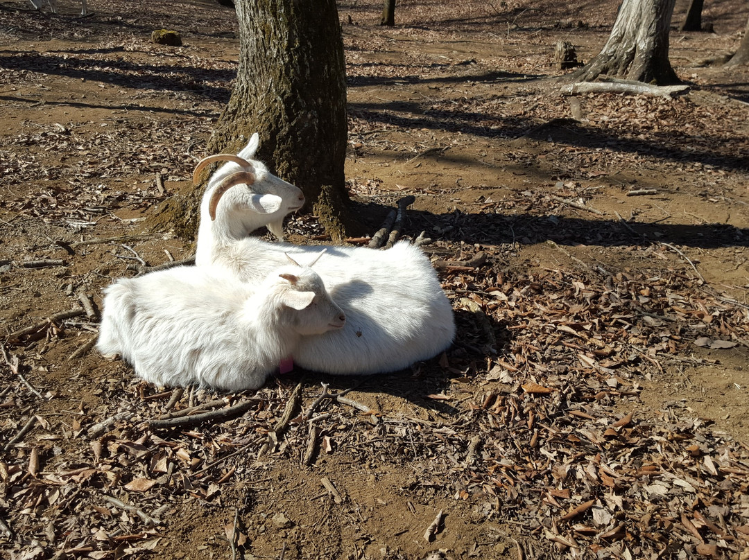 Mito City Forest Park-水户市必去景点