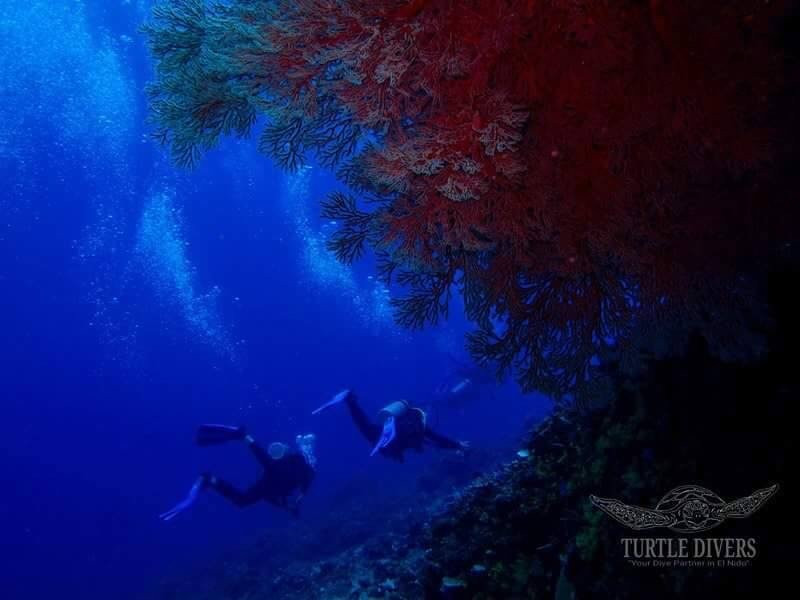 Turtle Divers-爱妮岛必去景点