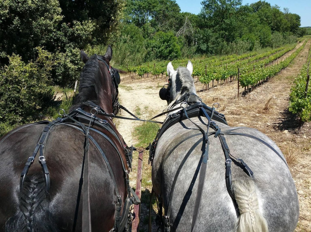 Domaine Massillan景点图片