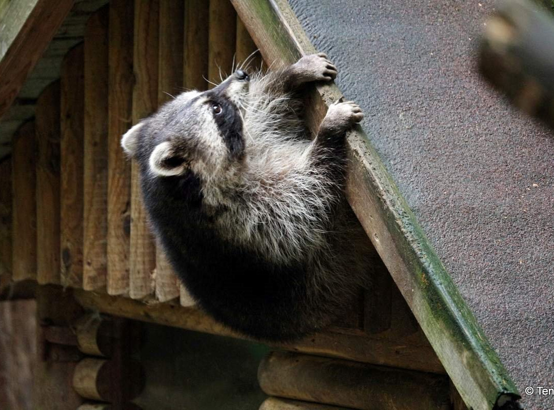 Tierpark Gera景点图片