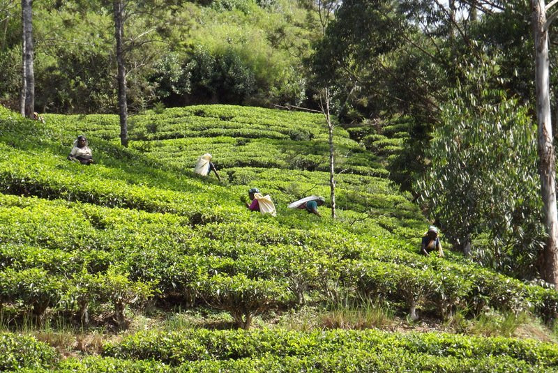 Sri Lanka Insider-科伦坡必去景点