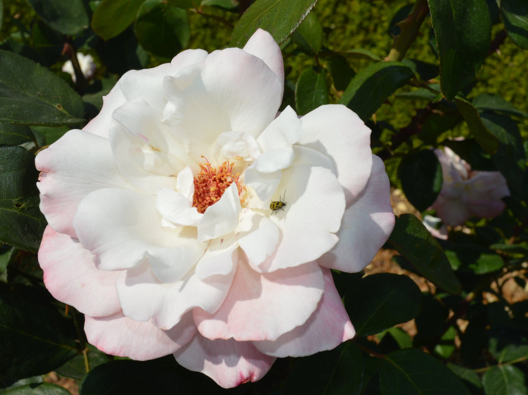 Red Morton Community Park-雷德伍德城必去景点