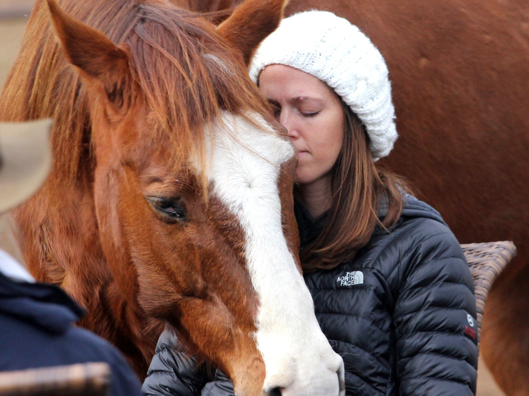Healing Horse-Bonsall必去景点