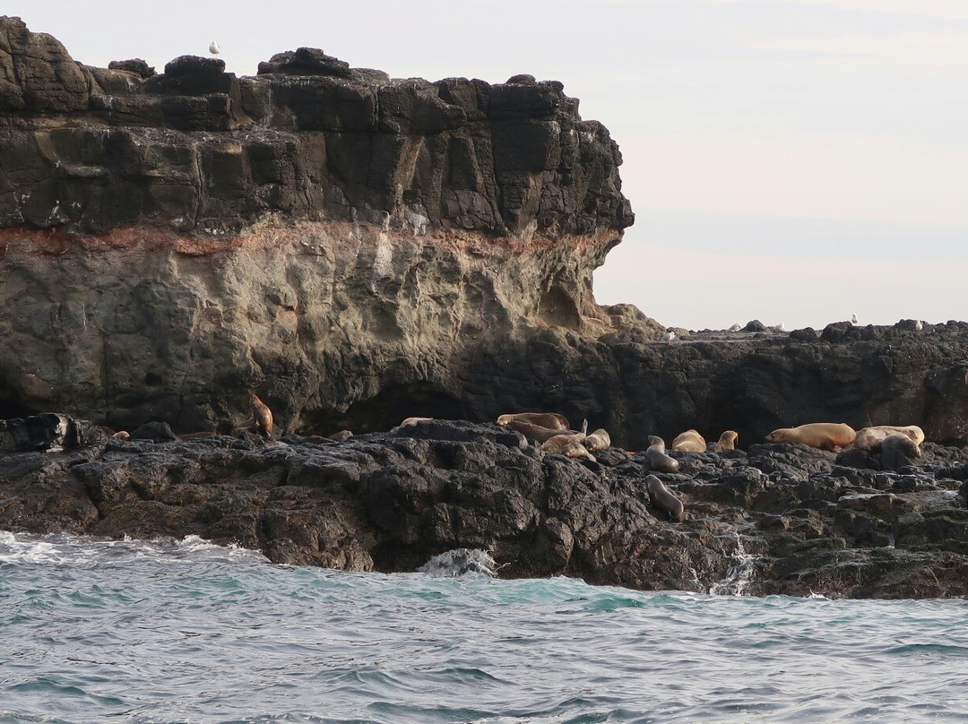 Phillip Island Nature Parks-考斯必去景点