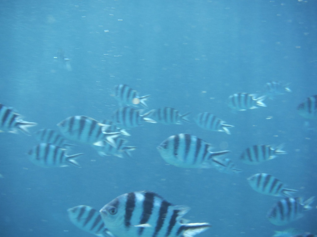 Piti Bomb Holes Preserve-Piti必去景点