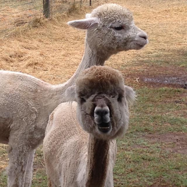 By the Bay Alpaca Farm-Pungoteague必去景点