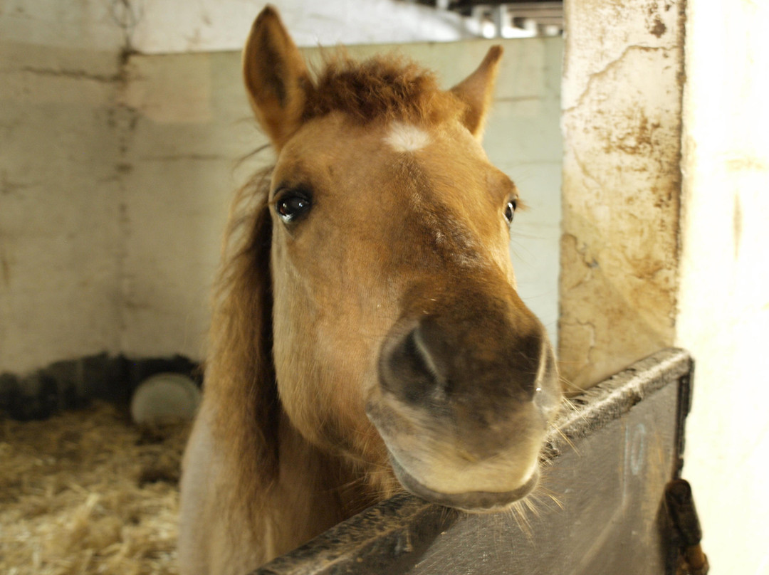 Bantry Pony Trekking景点图片