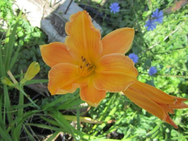 Benton House Historic Garden-印第安纳波利斯必去景点