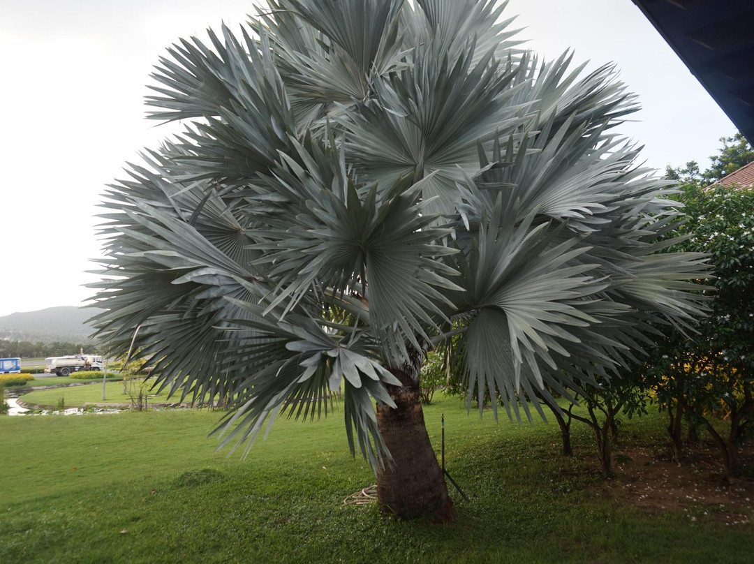 Samui Easy Transfers-马叻必去景点