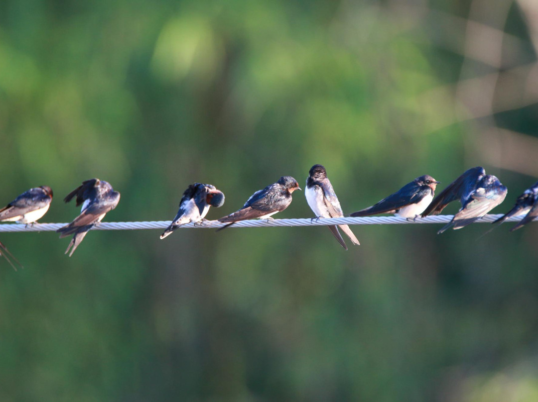 Bagsit River-Iba必去景点