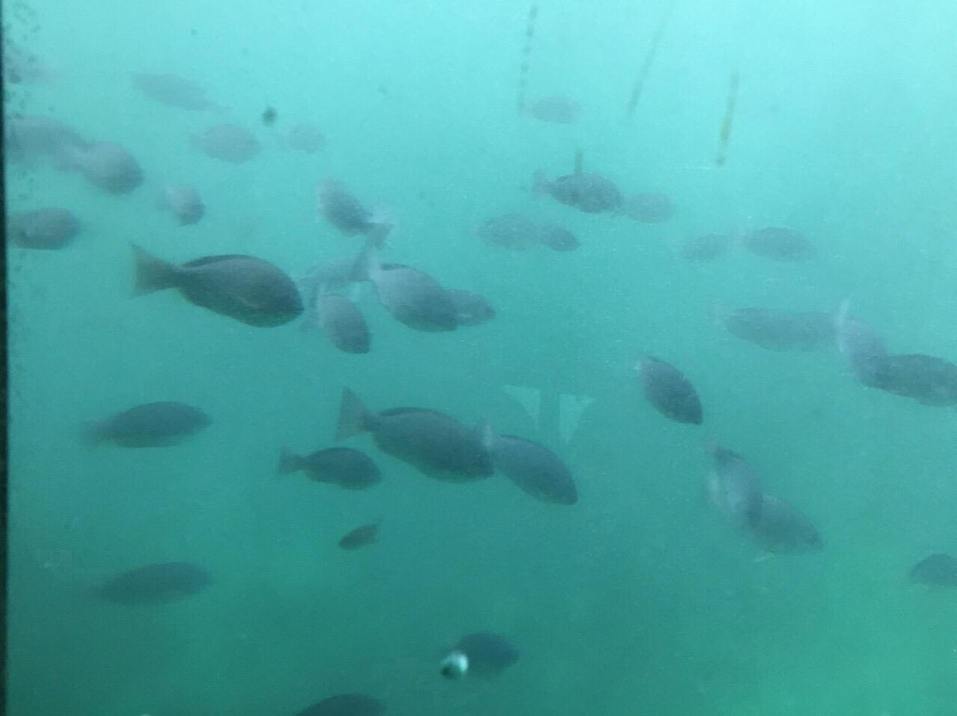 Nijiiro Sakana Go-三浦市必去景点