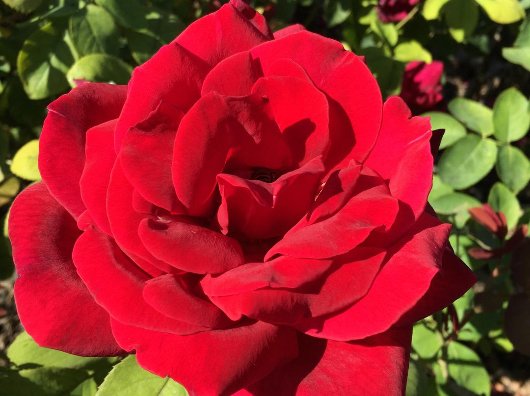 圣何塞市立玫瑰园-圣何塞必去景点