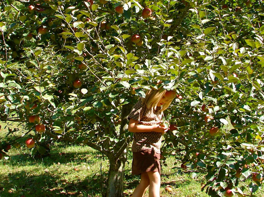 Stoney Hollow Farm-罗宾斯维尔必去景点