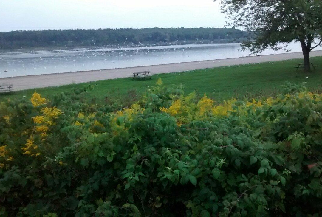 Guelph Lake Conservation Area-贵湖必去景点