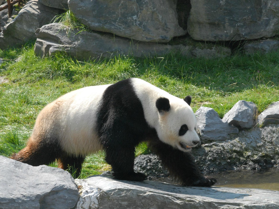 Pairi Daiza景点图片