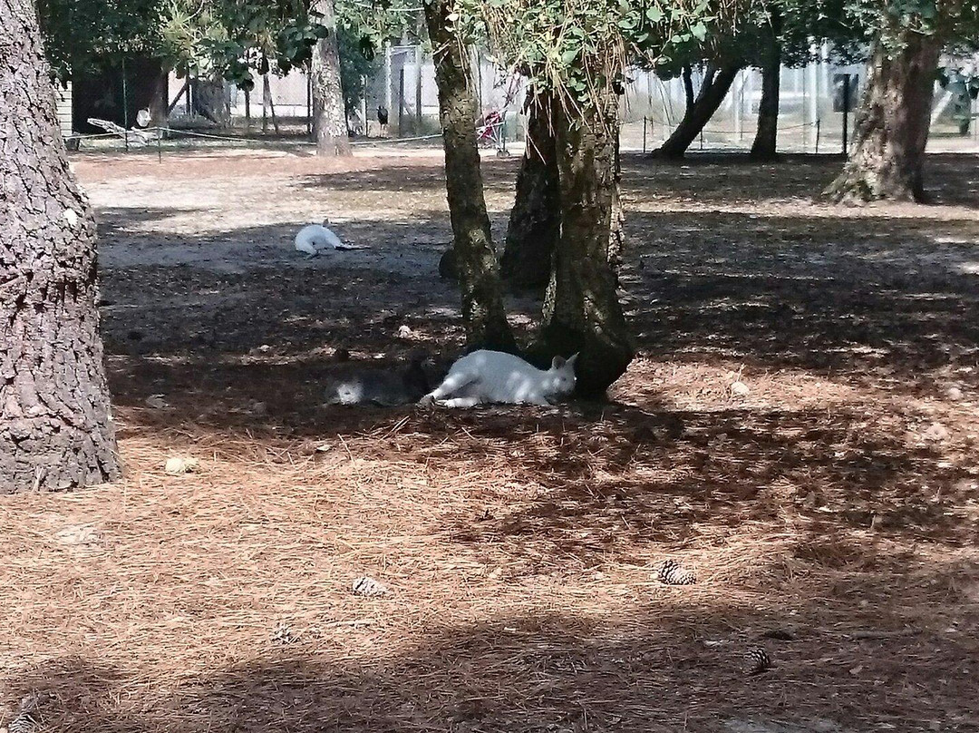 Zoo De Labenne景点图片