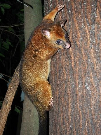 Dokidoki Tours-凯恩斯必去景点