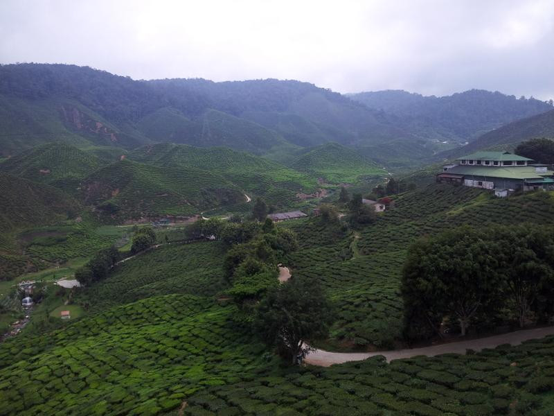 Cameron Bharat Tea Estate-丹那拉塔必去景点