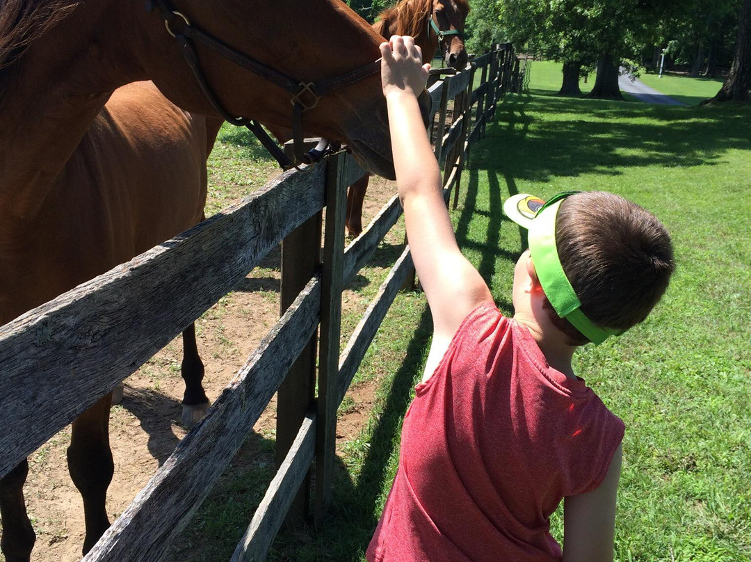 Ryerss Farm for Aged Equines景点图片