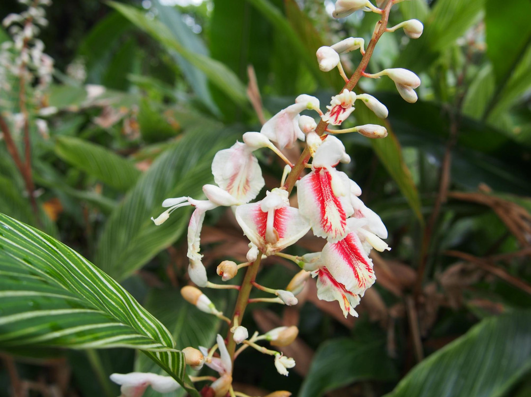Yakushima Fruit Garden-屋久岛町必去景点