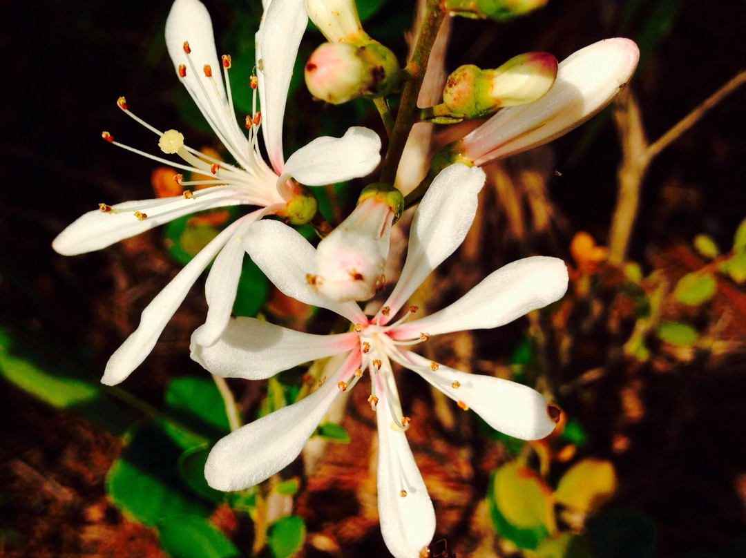 Limestone Creek Natural Area-朱庇特必去景点