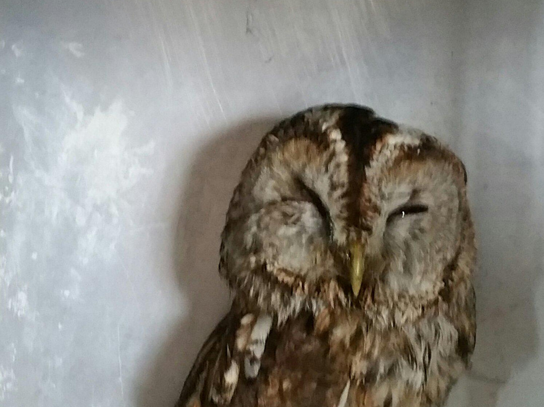 North Wales Owl Sanctuary景点图片