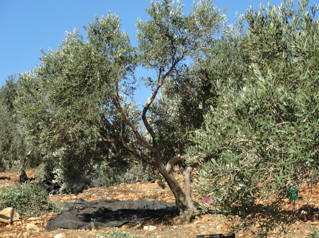 Canaan Fair Trade-Jenin必去景点