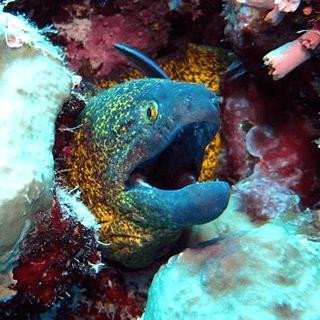 Tropical Diving Kenya景点图片