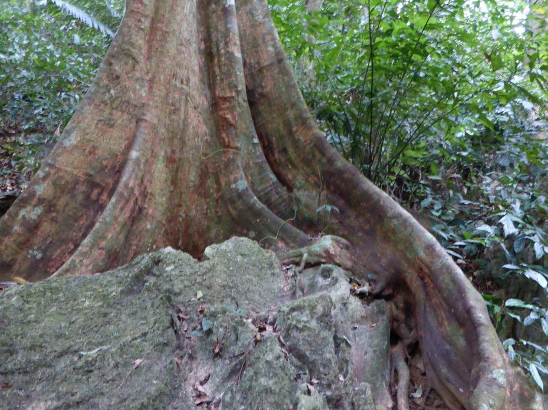Cuc Phuong National Park Tour - Private Day Tours景点图片