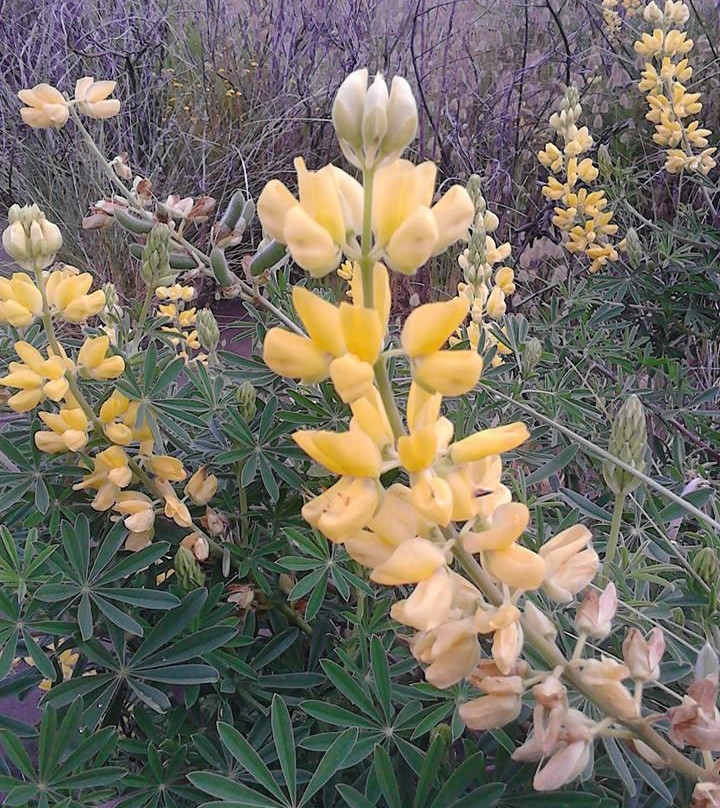 比塞尔斯海滩-奥克兰中心地区必去景点