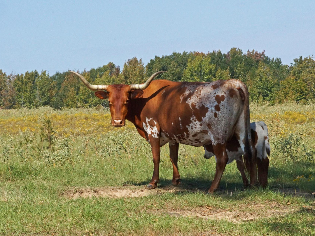 Mineola Nature Preserve-Mineola必去景点