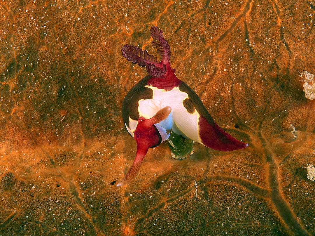 Dohna Dives-邦劳岛必去景点