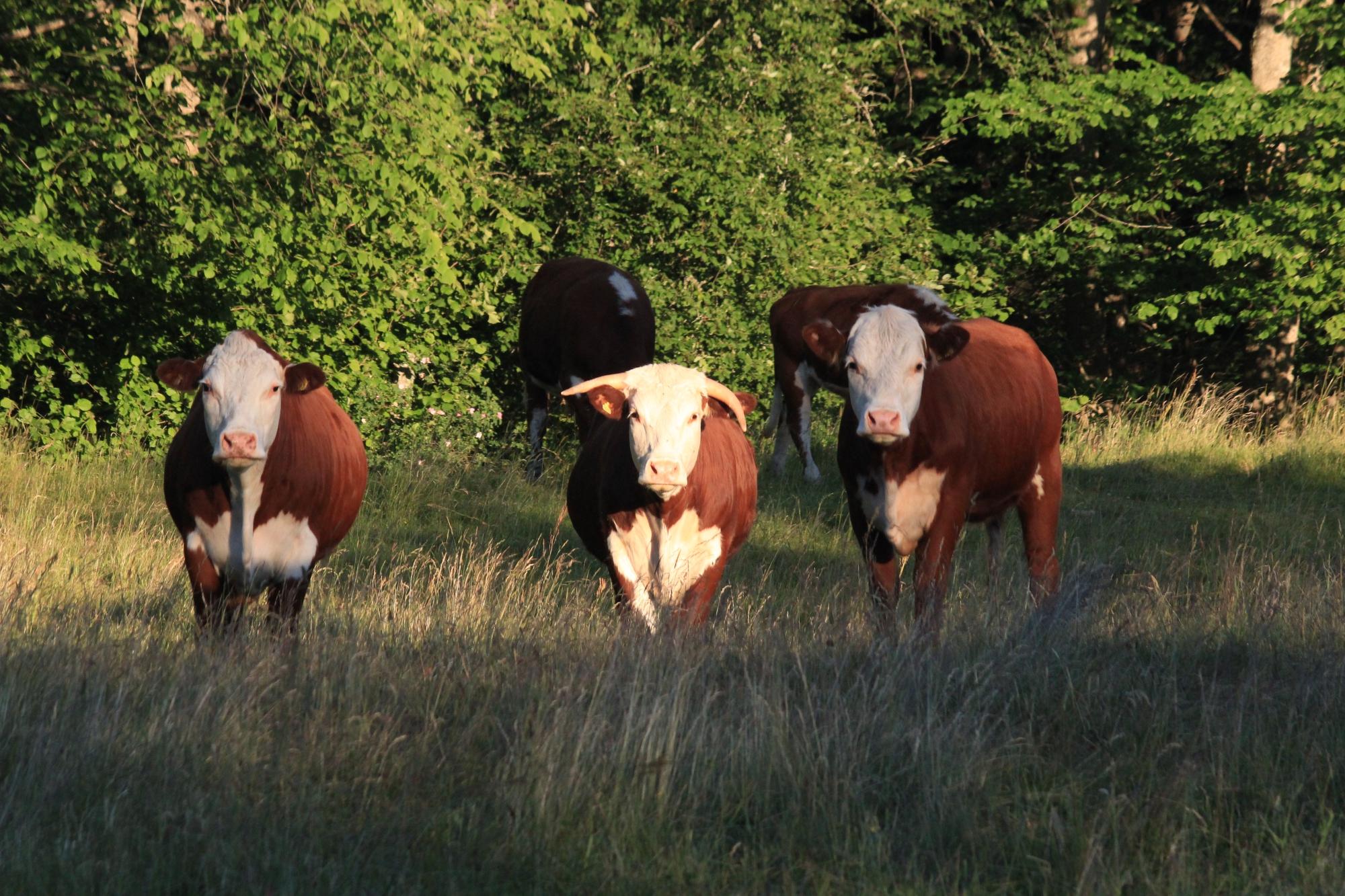 Sjobacken Gard-酒店景观