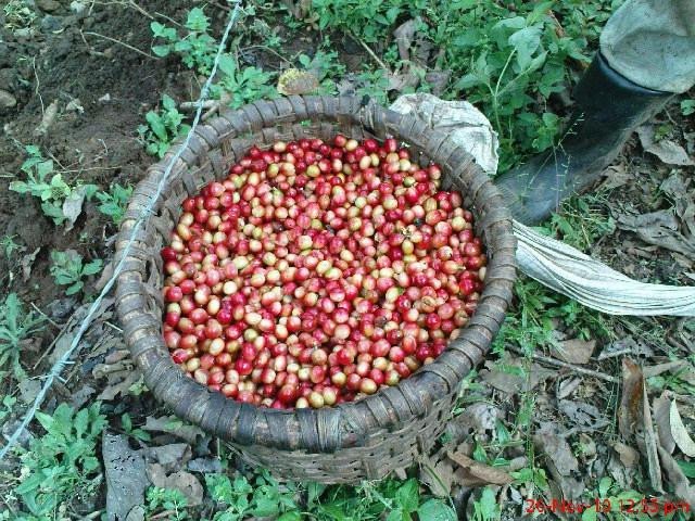Diriá Coffee Tour景点图片