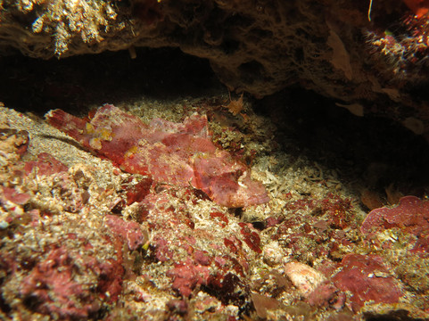 Two Fish Divers Lembongan-蓝梦岛必去景点