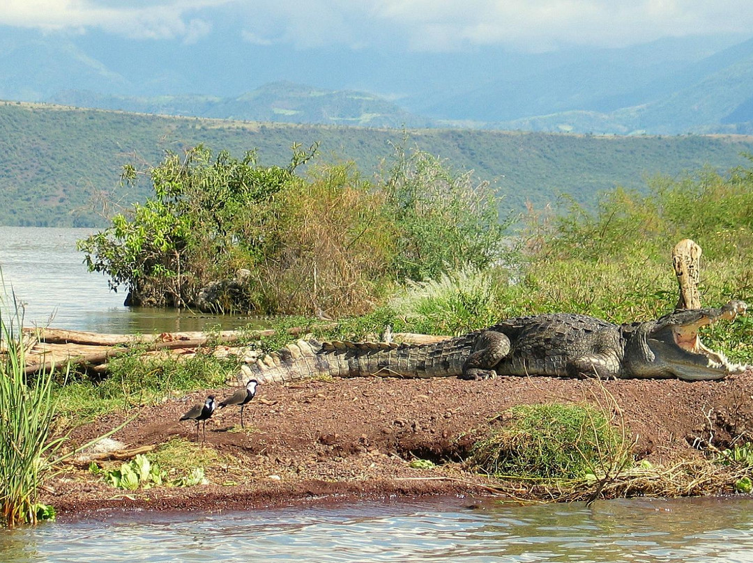Nechisar National Park景点图片