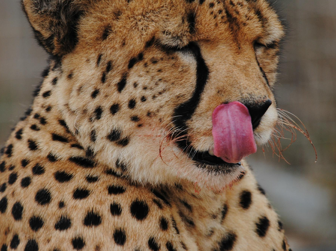 Umkhondo Big Five-阿尔贝蒂娜必去景点