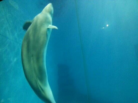 小梅沙海洋世界-深圳市必去景点