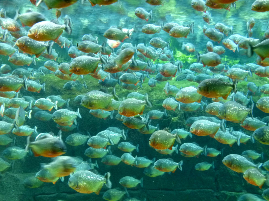 丹麦国家水族馆-哥本哈根必去景点