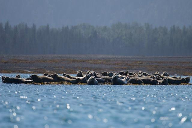 St. Augustine's Sea Kayak And Day Tours-荷马必去景点