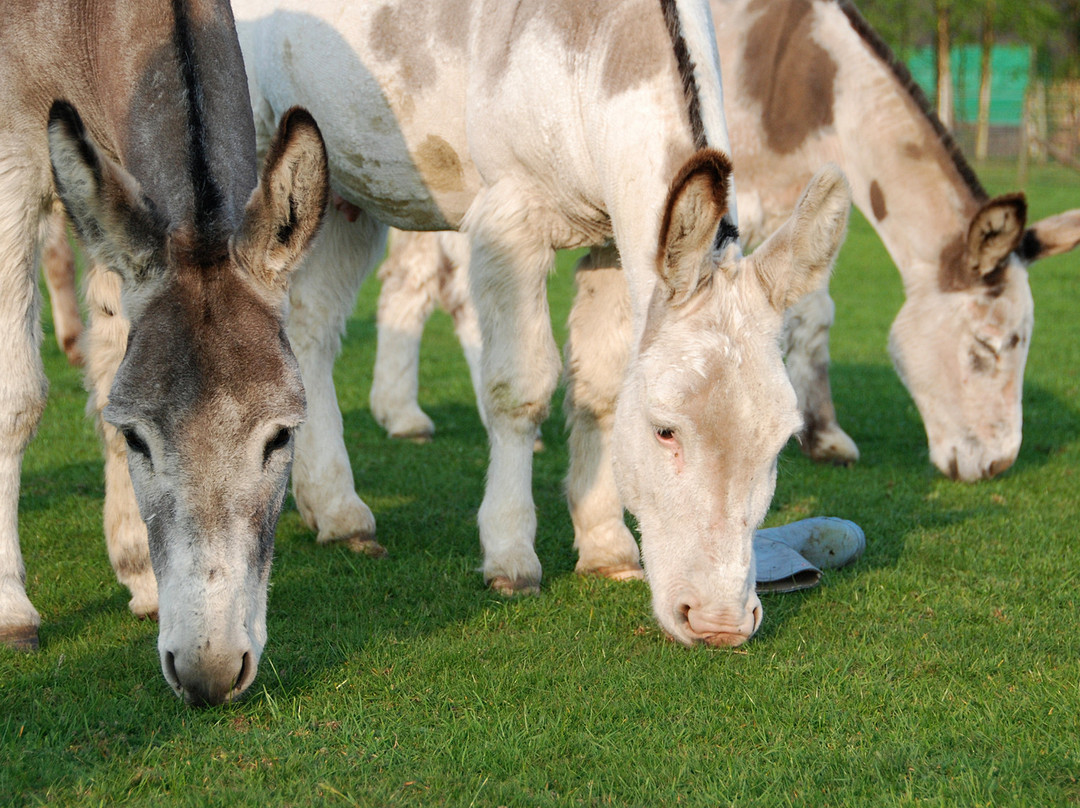 The Donkey Sanctuary, Leeds景点图片