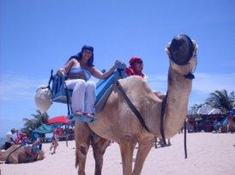 Passeios de Dromedarios-Natal必去景点